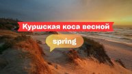 Куршская коса весной: прогулка среди дюн, птиц и просторов Балтики