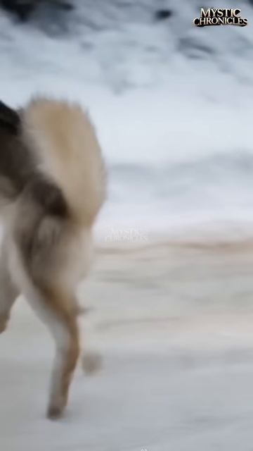 Animal warning to humans #dogs #rescue #animals
