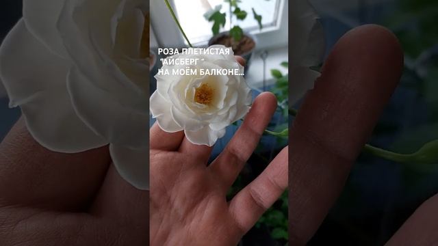 Что делать, если вы не успели высадить купленные расте