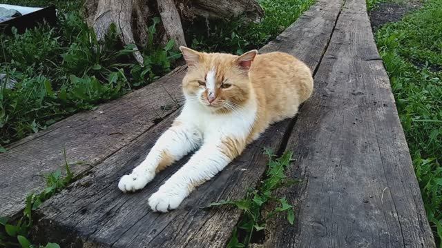Кот заразился лишаем.