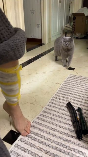 Кот притворщик