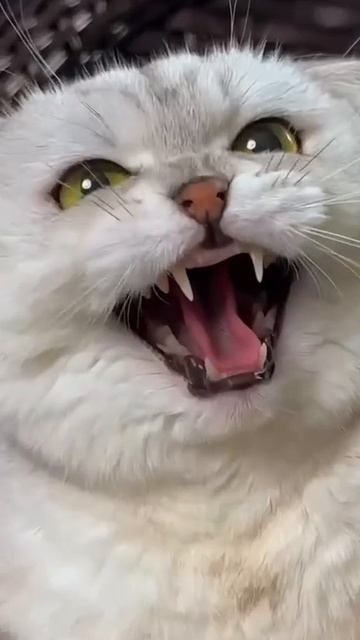 Кото смех 😼 зверский