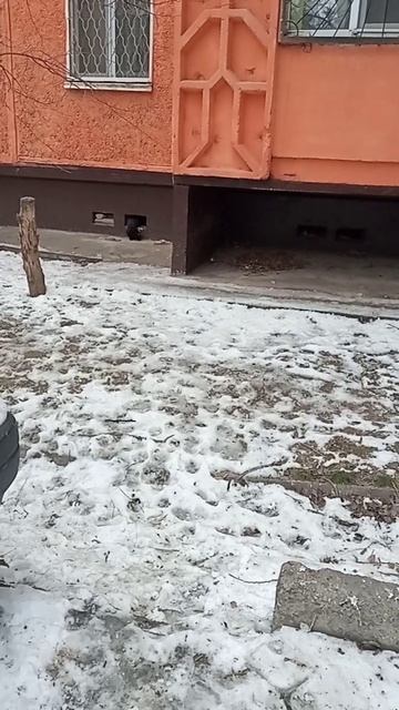 Чёрный котёнок своеобразно кушает.