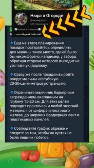 Чтоб малина не превратилась в сорняк попробуй сделать