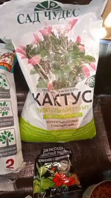 Готовимся к пересадке #замиокулькас #растения #цветы #?