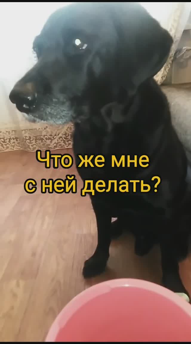 Непонятная тарелка для собаки