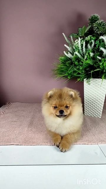 Померанский шпиц 📞 +79874100700
