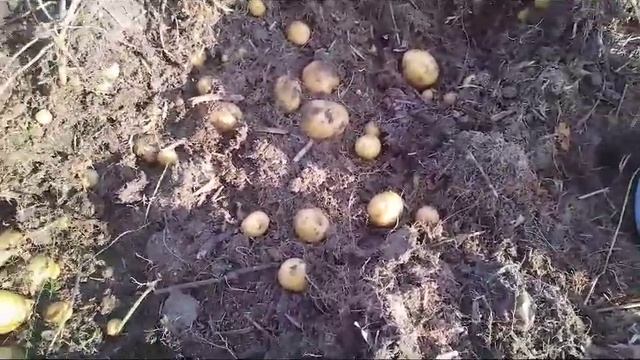 Посадка картошки в опилки. Вариант для ленивых 😉