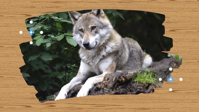 Угадай животных ! Развивающие мультики для самых маленьких Изучаем животных Животные для детей