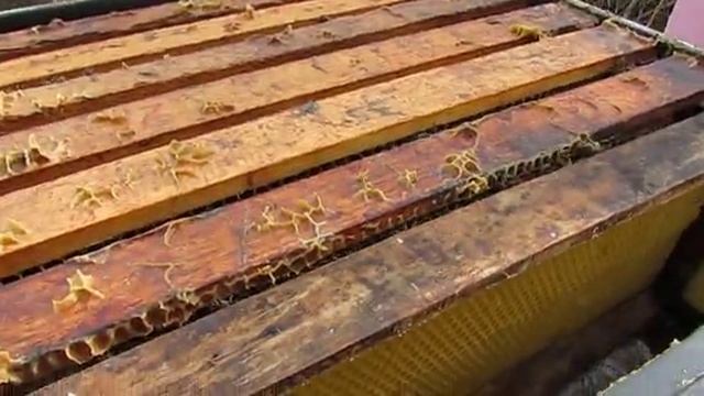 подстановка вощины в магазин при похолодании, если пчелы строят соты на кормушке , 5.05.2025