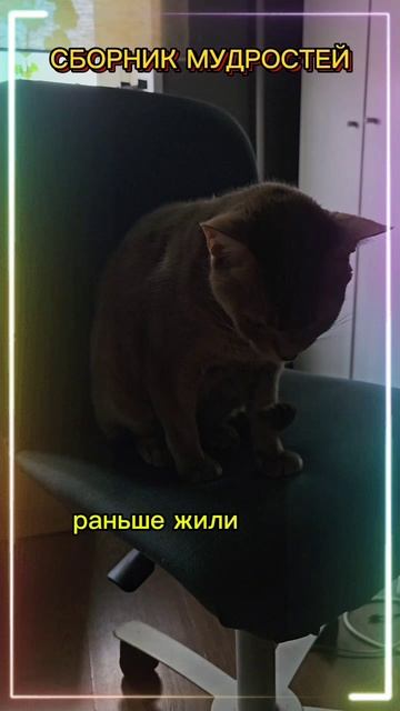 Сборник муростей известного актёра #джейсонстэтхэм