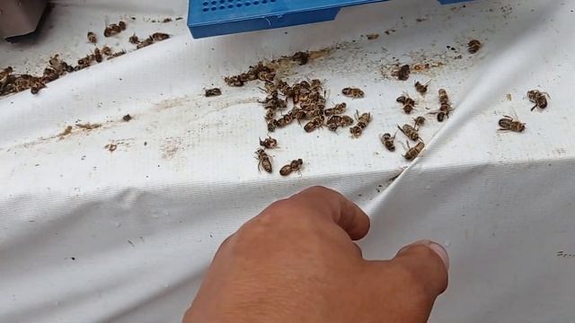 Работа с нуклеусами.....