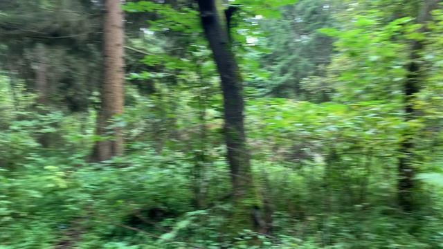 Забытая хижина в лесу