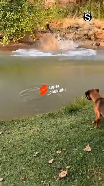 anjing menggonggong capybara dikejar macan tutul #shorts