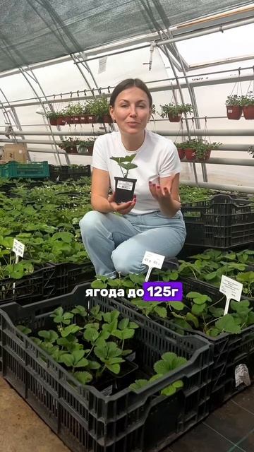 Гигантелла Максим, подробнее в описании #сад #дача #ого