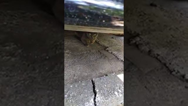 шипящая кошка