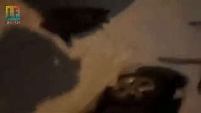Кото-песец вышел на снежок