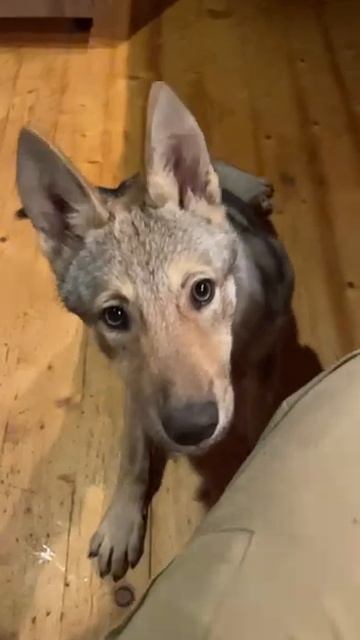 Ася и черешня #animalstars