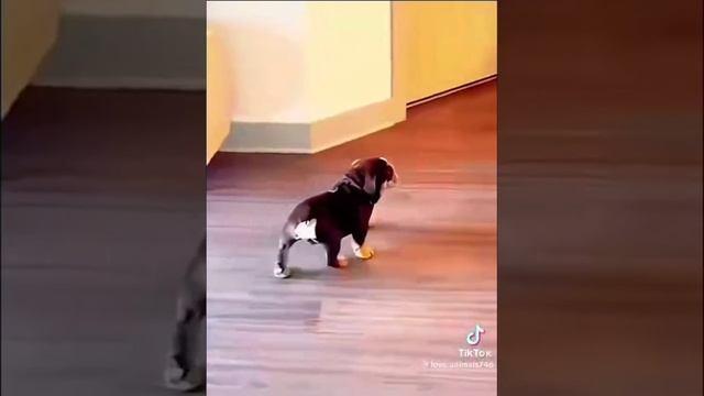 😺Смешные животные 😺