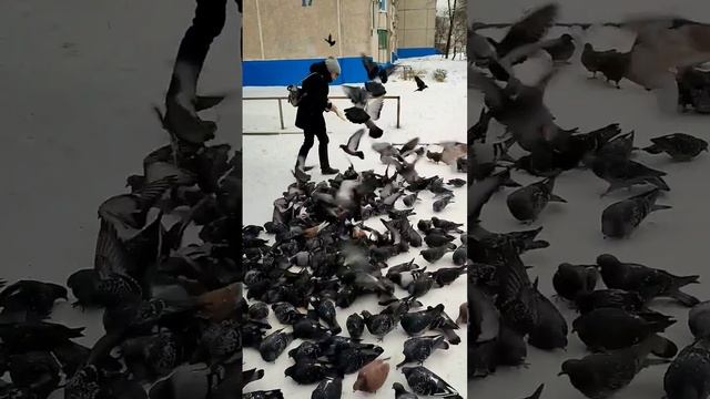 Надо кормить птиц зимой