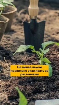 НИКОГДА НЕ ПОЛИВАЙТЕ ОГОРОД ВЕЧЕРОМ #дача #огород #ово?