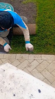 Укладка рулонного газона на участке.🌱