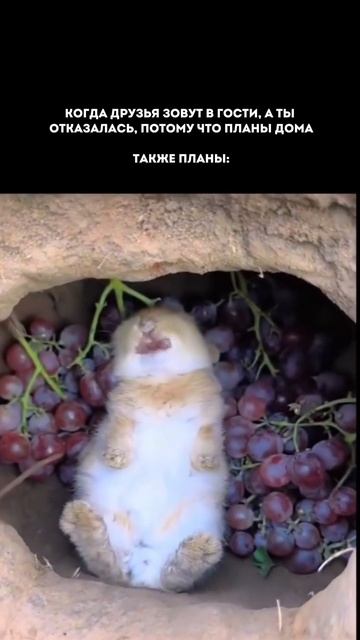 Дарю 15 рецептов вкусных пп-ужинов🍱Забрать можно в telegram — ссылка в шапке канала (4)