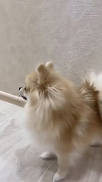 Собирайся, едем на дачу 😃 Гулять мы любим 😍 Собака шпиц Мия