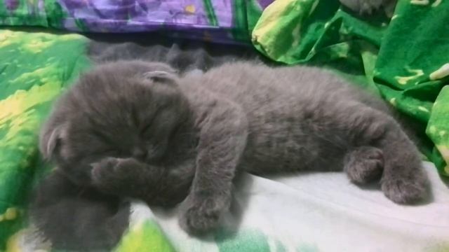 приколы с кошками
