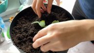 💚🥒🍅Как посадить помидоры и огурцы!🍅🥒Огород на ба