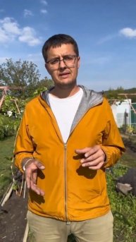 Можно ли сажать виноград разных сортов рядом?