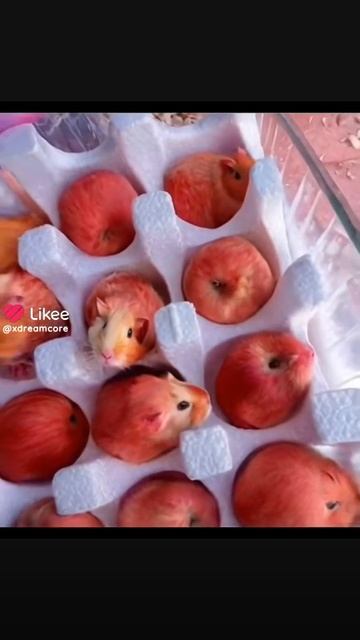 яблоки хомяки