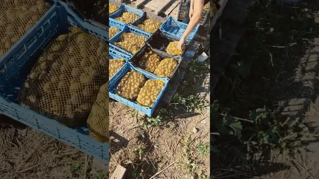 Увозим улитку с полей #улиточнаяферма #snailfarming #улитки #