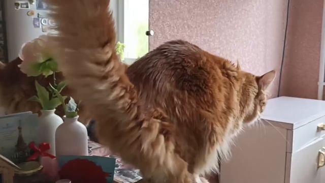 Не понимаю, чего на меня ругаются опять. Ну ладно так уж и быть уйду на подоконник мяу