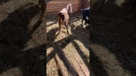 Как должна выглядеть англо-нубийская коза. Стандарт нубийской козы. ЛПХ Иркутская коза