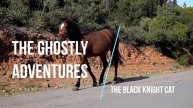 Story # 33: The Ghostly Adventures of the Black Knight Cat