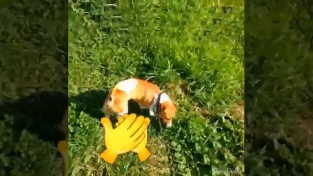 Мой пёс Чико писает на передних лапах👍👍😂🐶🐶