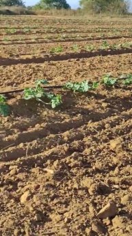 Капельный полив 🌱💦🍉