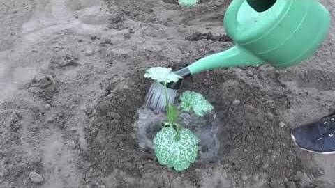 Высадка рассады кабачков в открытый грунт