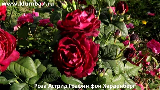 Розы - Эффектные сорта пурпурного-филетово-красного ц?