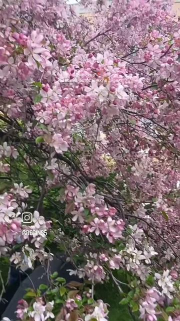 📍Москва. Екатерининский парк в цвету 🌸