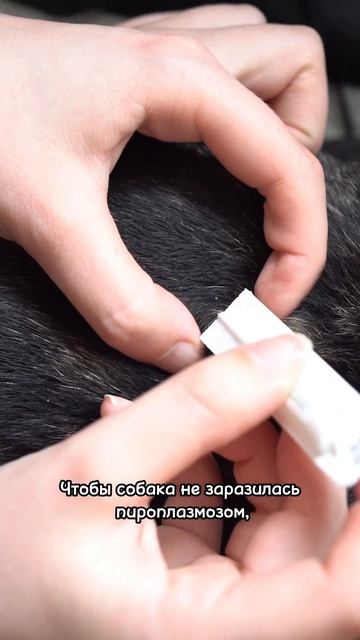 Симптомы укуса клеща #собака #дрессировка #клещи