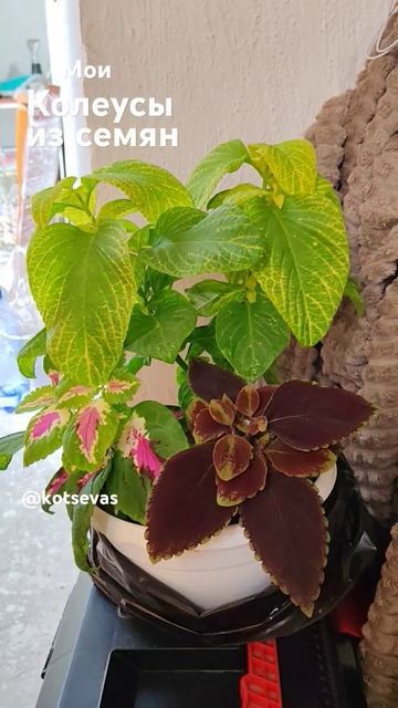 Колеусы из семян #колеус #колеуссемена #колеусизсемян