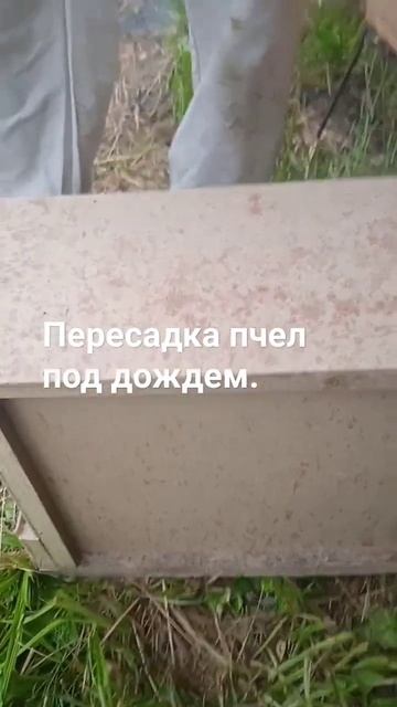 Пересадка пчел под дождем.