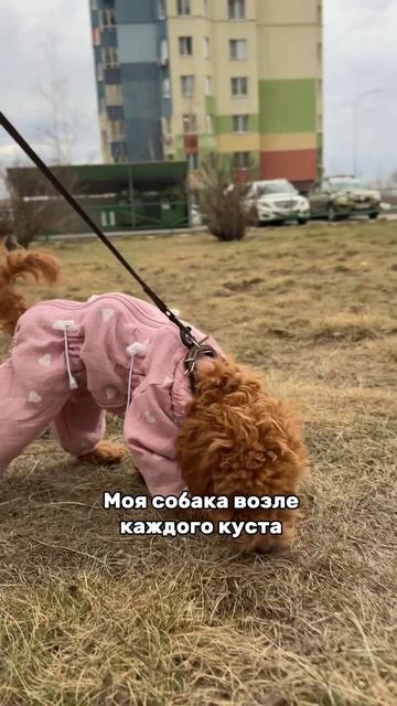 #пудель #тойпудель  #poodle #maltipoo #pets #питомцы