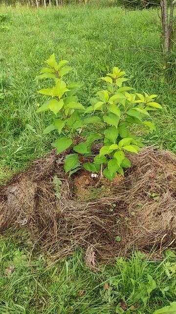 мульча из подручных средств, в дополнение к предыдуще?
