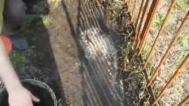 Мульчирование почвы после пересадки виноградного