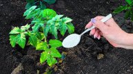 Эта 1 ЛОЖКА под куст ЗАСТАВЛЯЕТ ПЛОДОНОСИТЬ ТОМАТЫ на 3 недели раньше