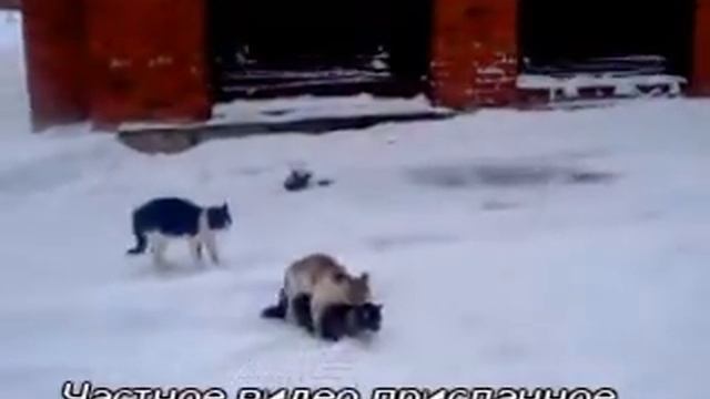 Смешное видео про драки котов