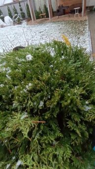 Стригу вудварди#flowers #сад #дача #plants #цветы